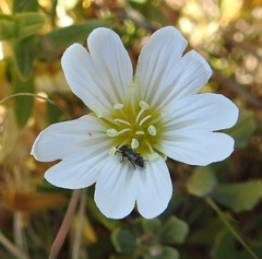 Cerastium viride