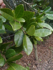 Byrsonima ligustrifolia
