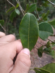 Byrsonima ligustrifolia