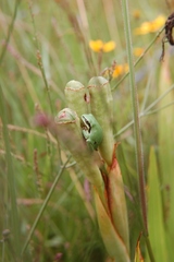 Hyla walkeri