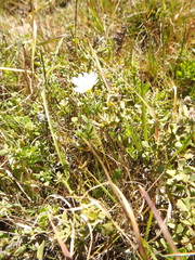 Cerastium viride