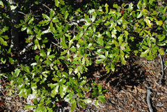 Quercus × harbisonii