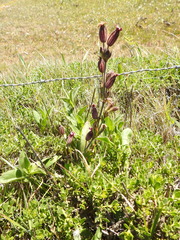 Silene scouleri scouleri