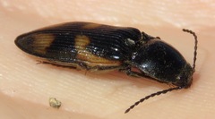 Selatosomus suckleyi