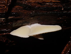 Crepidotus nephrodes