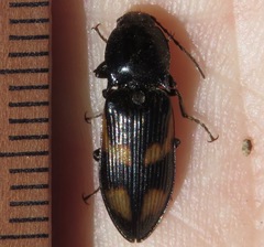 Selatosomus suckleyi