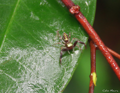 Lurio conspicuus
