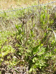 Silene scouleri scouleri