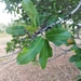 Pappea capensis - Photo (c) pete_leroux, algunos derechos reservados (CC BY-NC), subido por pete_leroux
