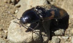 Selatosomus suckleyi