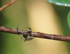 Lurio conspicuus