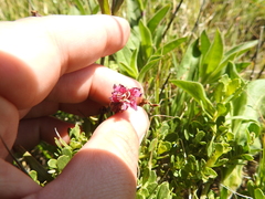 Silene scouleri scouleri