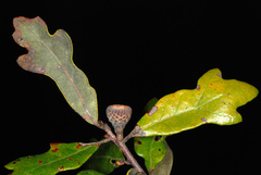 Quercus × harbisonii