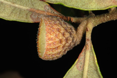 Quercus × harbisonii