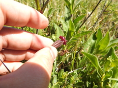 Silene scouleri scouleri