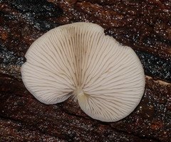 Crepidotus nephrodes