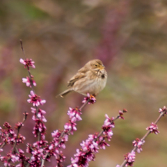Emberiza calandra
