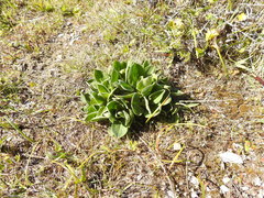 Silene scouleri scouleri