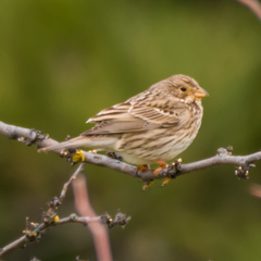 Emberiza calandra