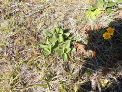 Silene scouleri scouleri