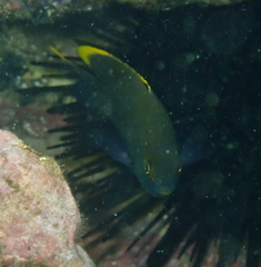 Plectroglyphidodon apicalis