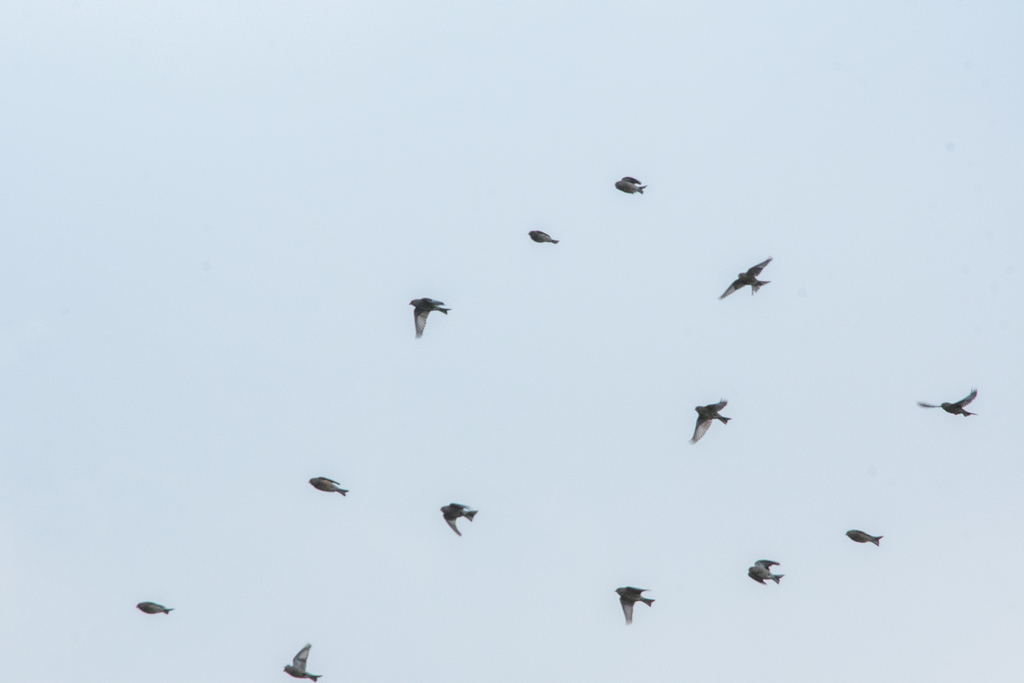 Scottish linnet