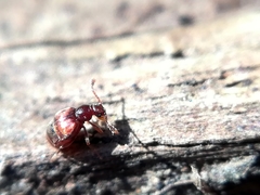 Reichenbachia juncorum