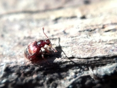 Reichenbachia juncorum