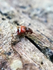 Reichenbachia juncorum