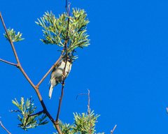 Melithreptus affinis