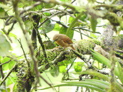 Cranioleuca erythrops