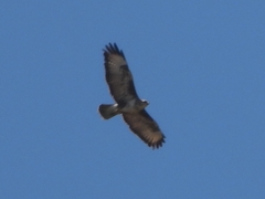 Buteo buteo