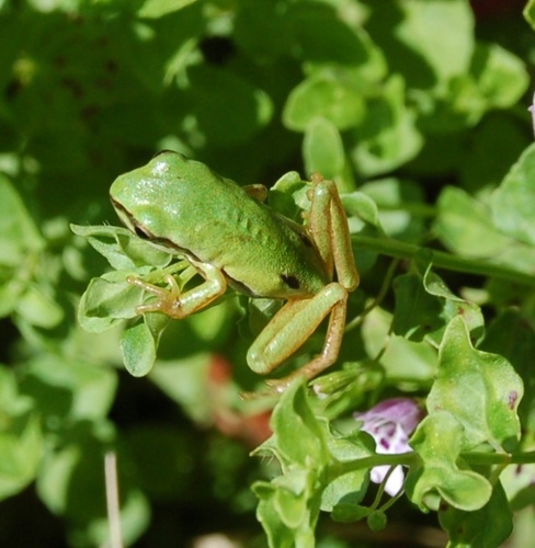 Walker's Tree Frog
