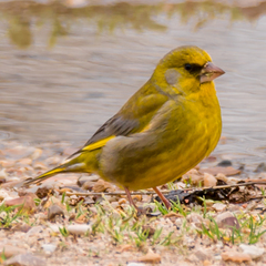 Chloris chloris