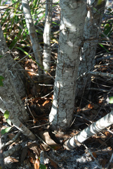 Quercus × harbisonii