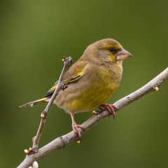 Chloris chloris