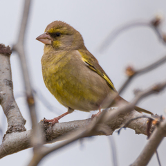 Chloris chloris