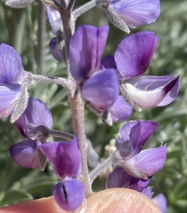 Dasineura lupinorum
