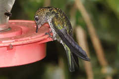 Taphrospilus hypostictus