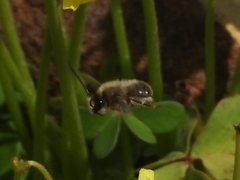 Eucera