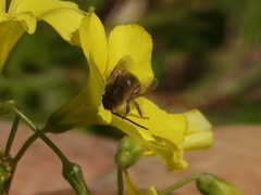 Eucera