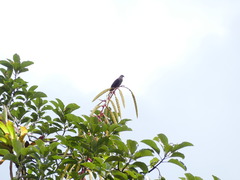 Patagioenas