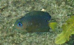 Ctenochaetus binotatus