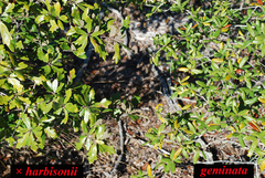 Quercus × harbisonii