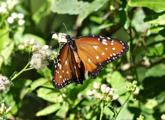 Danaus gilippus gilippus