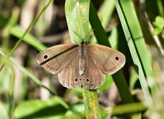 Stegosatyrus periphas