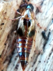 Lordithon trinotatus