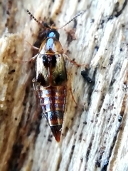 Lordithon trinotatus