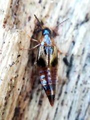 Lordithon trinotatus