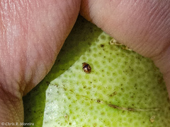 Scymnobius galapagoensis